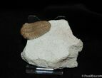 Beautifully Preserved Pliomera Trilobite #473-3